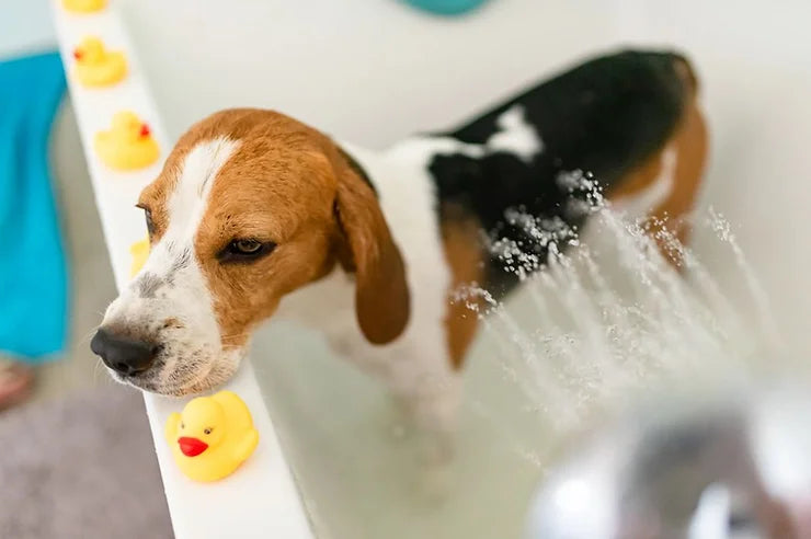 Shower head for pets with adjustable gentle spray for bathing dogs